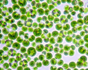 La Chlorella, no sólo es un alga milenaria...